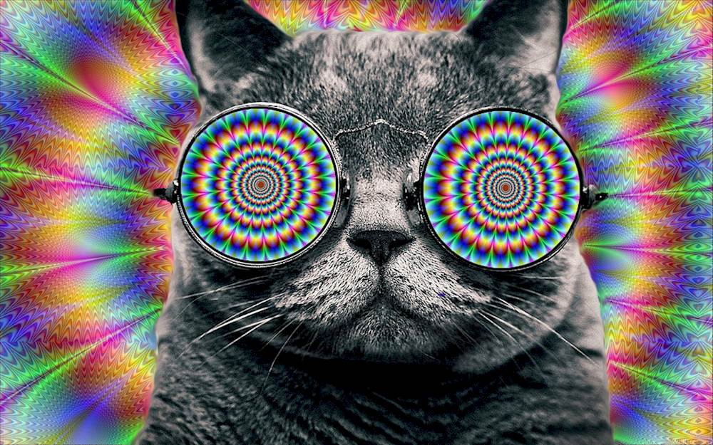 twilight zone live seattle weed have a heart belltown