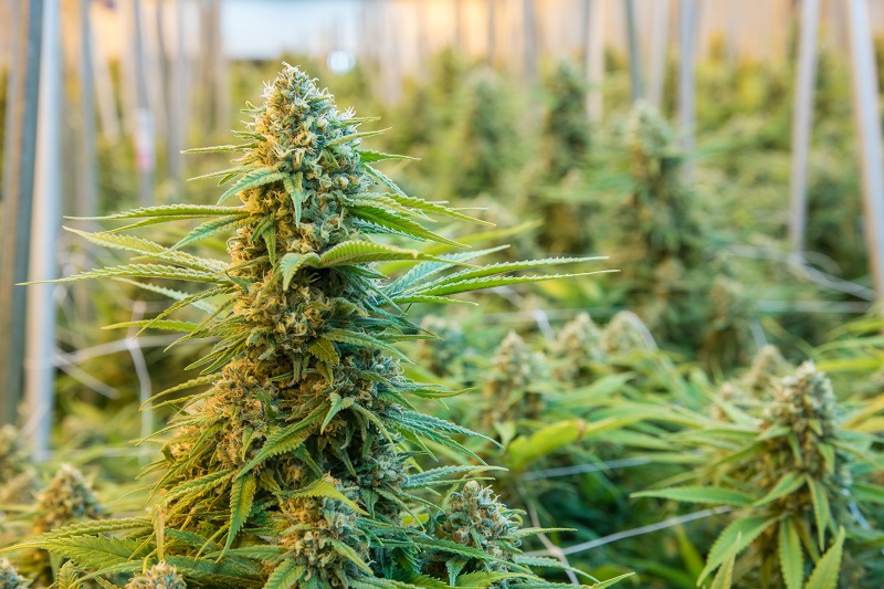 Strains for St. Patty's Day — Have a Heart Skyway