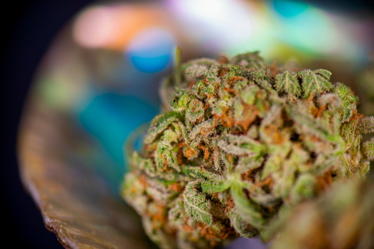 How to store cannabis bud closeup