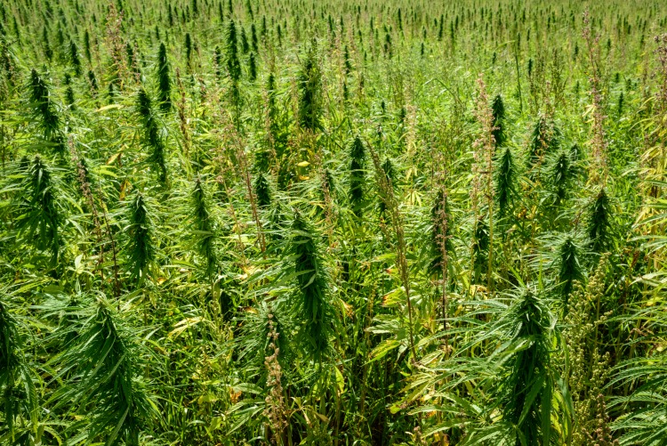cannabis plants growing