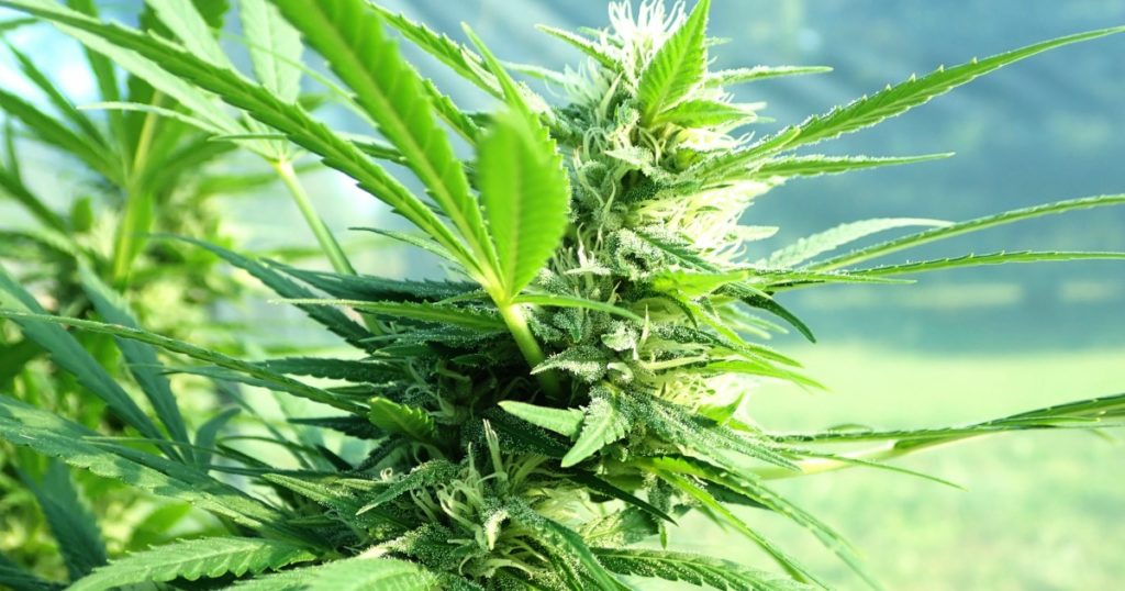 cannabis plants