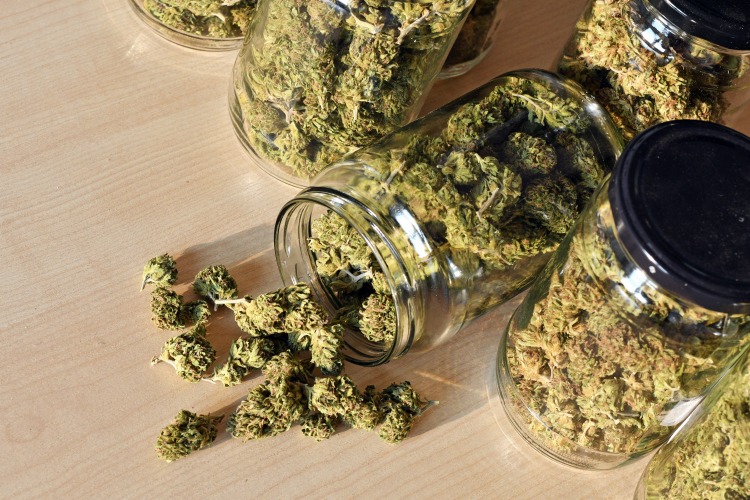 cannabis plants buds