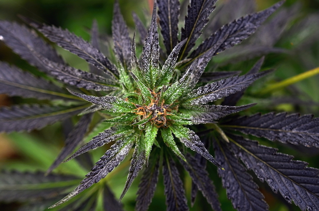 Trichomes cannabis plant