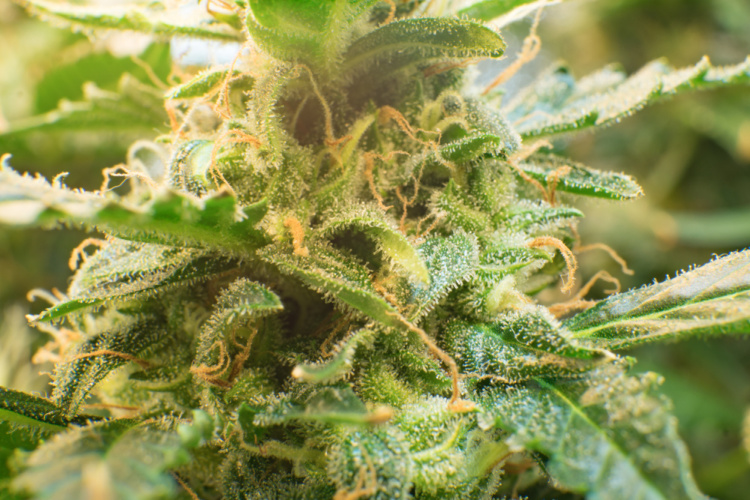 Truth about CBD closeup of cannabis flower