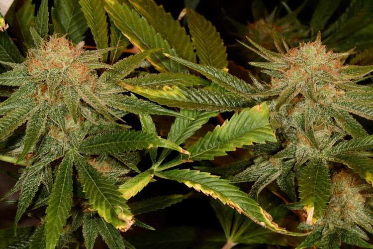 Low THC Strains Harlequin