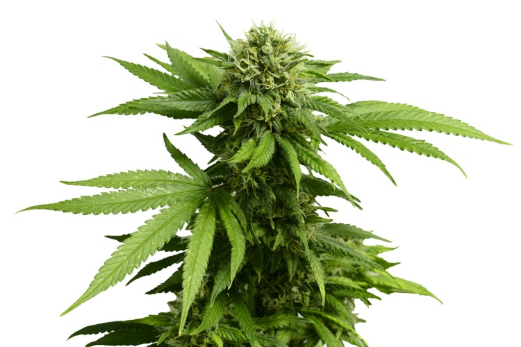 Low THC Strains ACDC