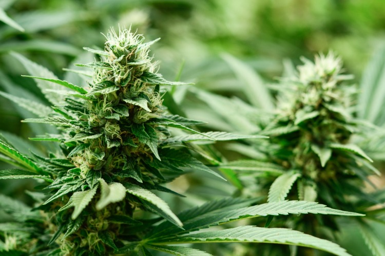 Low THC Strains Harle-Tsu