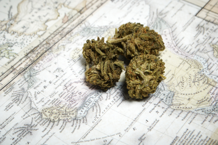 Mapping Cannabis DNA - bud on a map