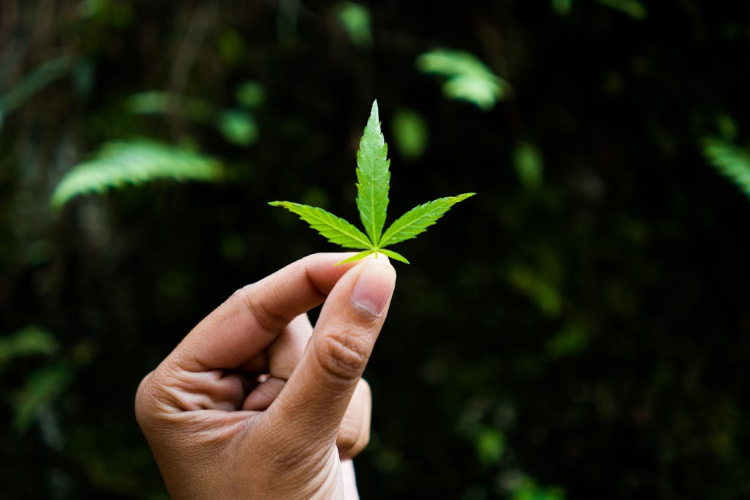 what are phytocannabinoids 3