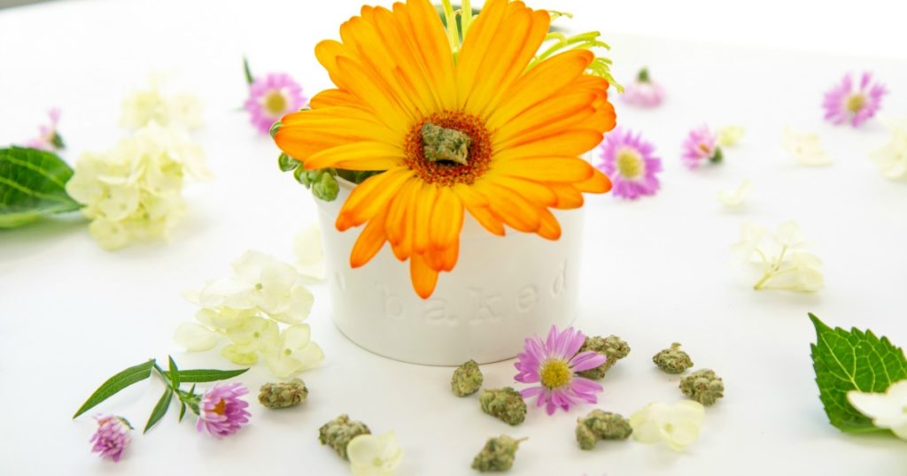 Best Cannabis Strains for Spring