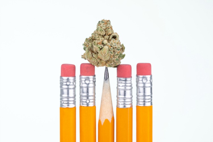 cannabis degree bud on cannabis