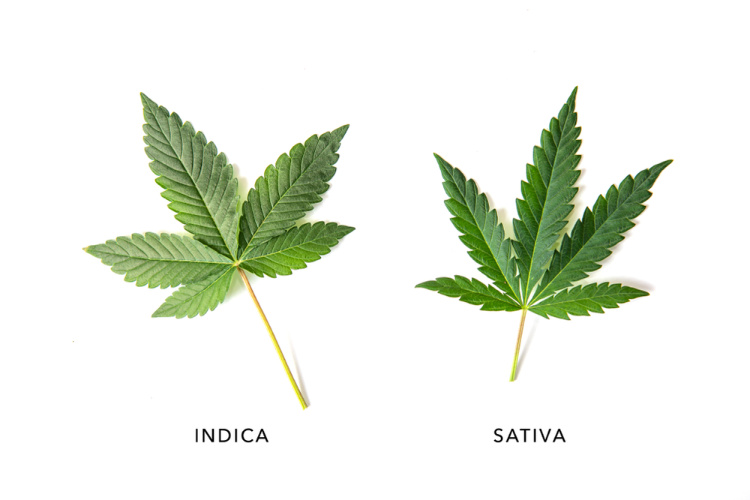 How to Pick a Cannabis Strain leaf comparison