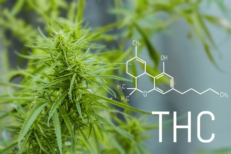 cbd thc ratio thc molecule