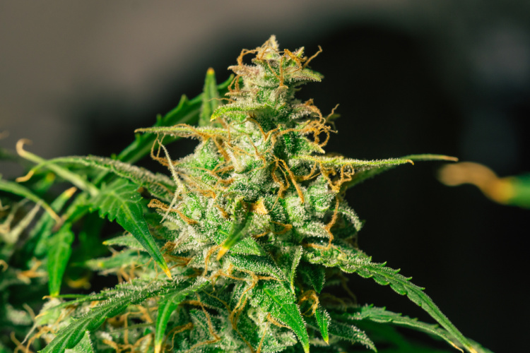 Strongest Cannabis Strains: Death Star
