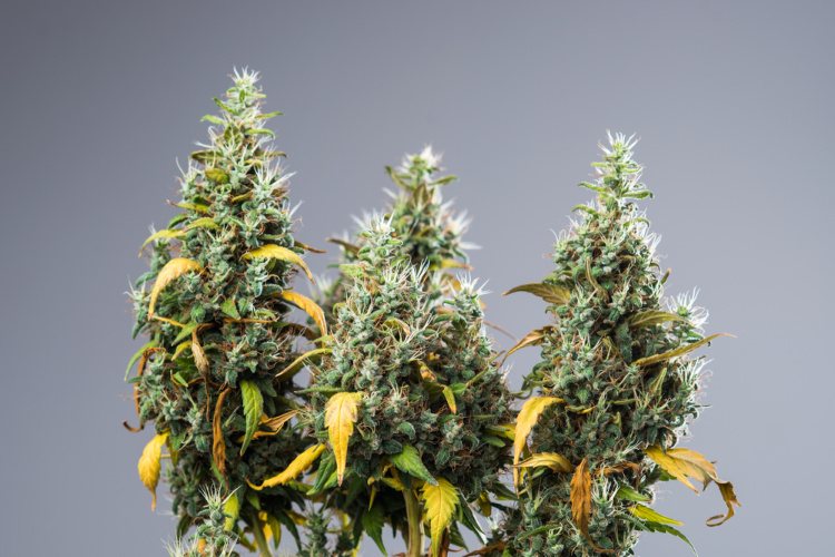 Best Strains for Focus jack herrer