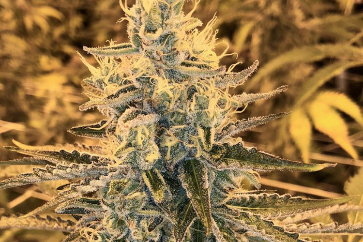 High Noon Cultivation Co Helen Back