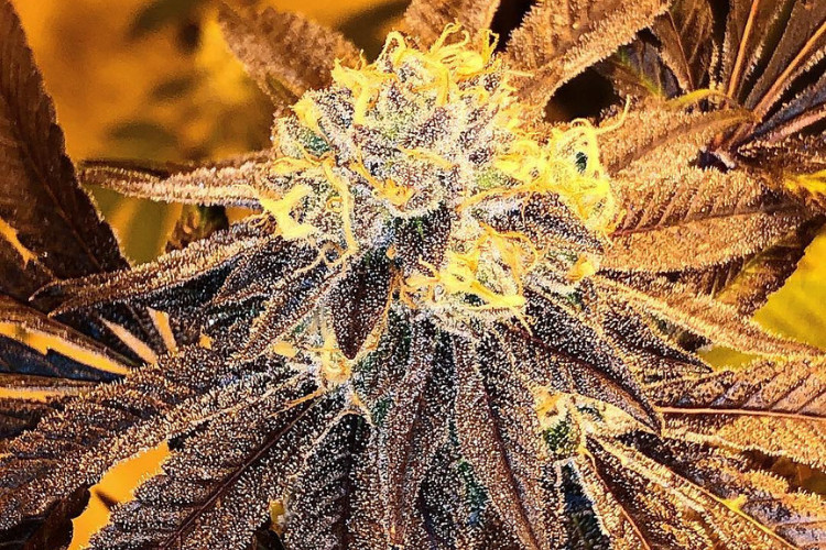 High Noon Cultivation Co Irish Cream