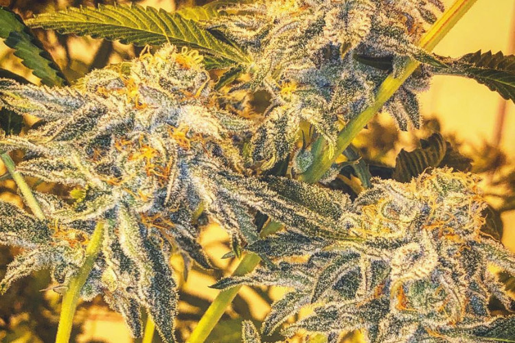 High Noon Cultivation Co Shave Ice