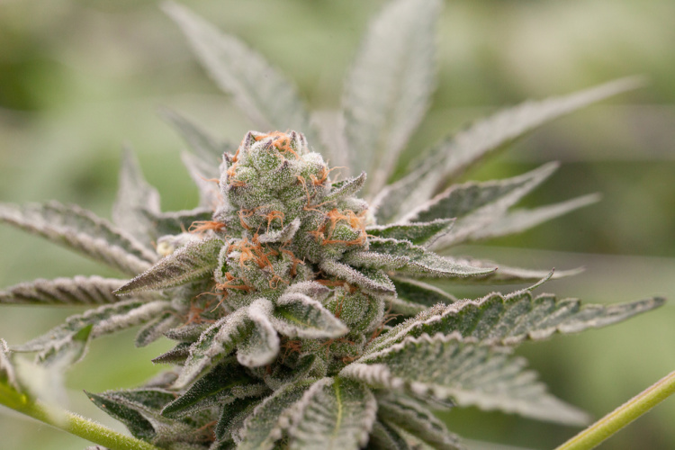 Popular Cannabis Strains: Girl Scout Cookies