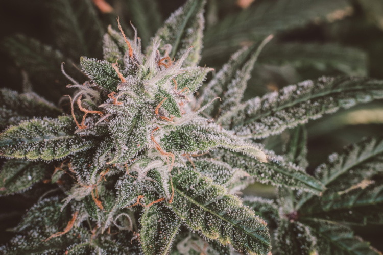 Popular Cannabis Strains: Blue Dream