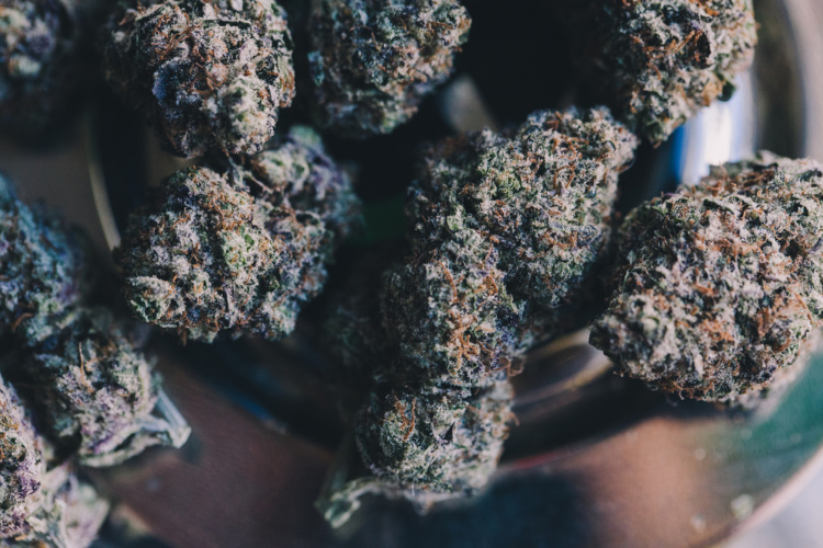 fresh vs dried cannabis 1