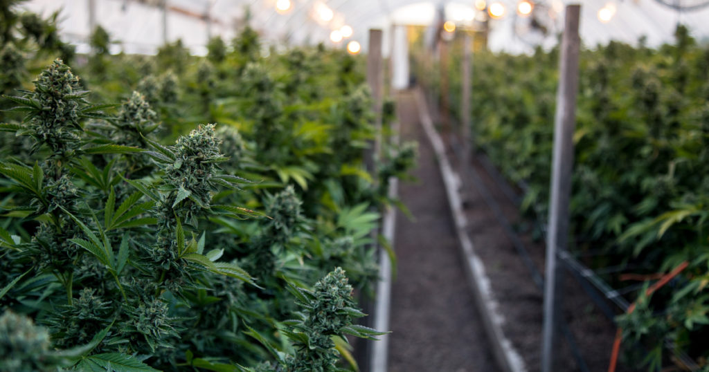 fresh vs dried cannabis