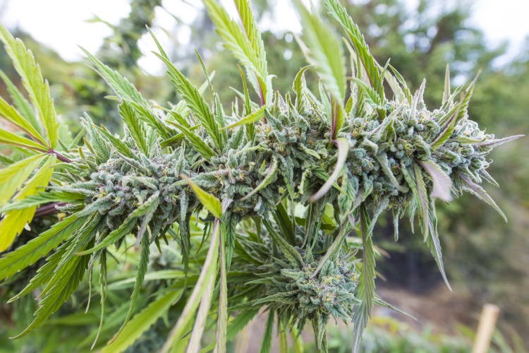 fresh vs dried cannabis 2