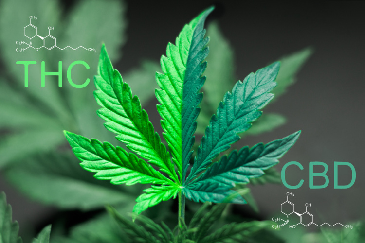 will cbd show up in a drug test cannabinoid molecules