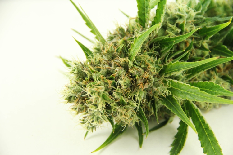 Best Strains for Romance Silver Haze