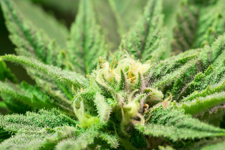Best Strains for Romance Ashley OG