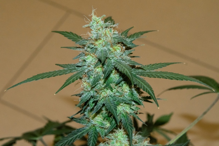 Best Strains for Romance Northern Lights