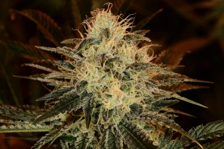 Best Strains for Romance Chemdawg