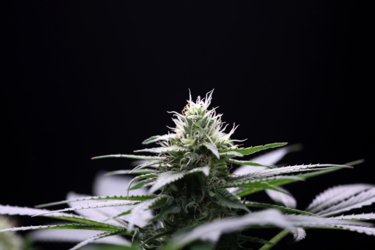 Best sativa strains 1