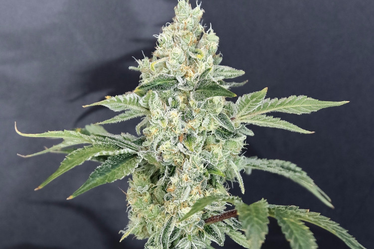 Best sativa strains Tangerine Cookies