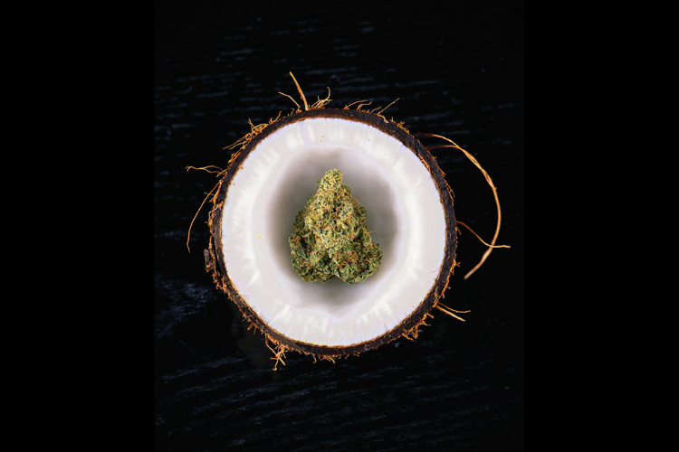 Cannabis Coconut Oil 1